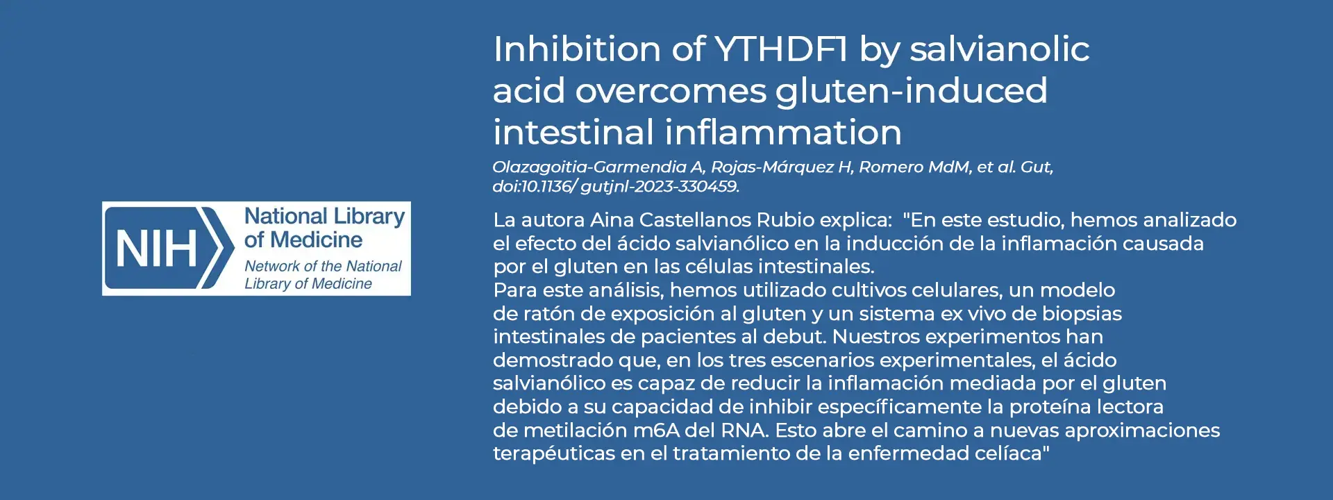 Inhibition of YTHDF1 by salvianolic acid overcomes gluten-induced intestinal inflammation